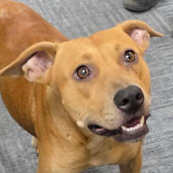 Pumpkin -  Labrador Retriever and Terrier Dog for Adoption in Bronson, Florida - Pumpkin | PetCurious