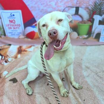 Rescue Pit Bull Terrier Dogs for Adoption in Long Beach, California - WALKER | PetCurious
