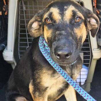 CHIP -  German Shepherd Dog Dog for Adoption in Fernandina Beach, Florida - CHIP | PetCurious