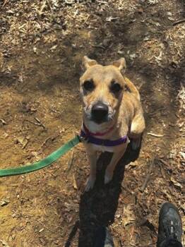 Rescue Catahoula Leopard Dog and Terrier Dogs for Adoption in Annapolis, Maryland - Sadie Mae | PetCurious