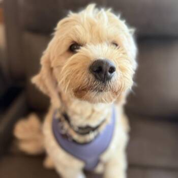 Joscelyn -  Poodle and Golden Retriever Dog for Adoption in Minneapolis, Minnesota - Joscelyn | PetCurious