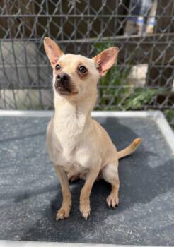 Chihuahua and Mixed Breed Dogs Available for Adoption in Severance, Colorado - Romeo | PetCurious