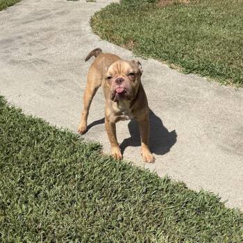Mack Daddy -  English Bulldog Dog for Adoption in Anahuac, Texas - Mack Daddy | PetCurious