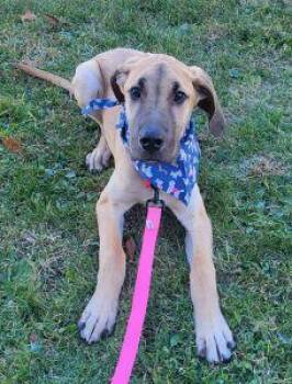Rescue Great Dane Dogs for Adoption in Bucyrus, Ohio - Gunther | PetCurious