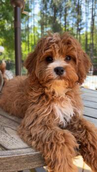 Cavalier King Charles Spaniel and Miniature Poodle Dogs Available for Adoption in Maiden, North Carolina - Poppi | PetCurious