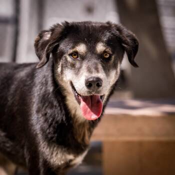 Braxton -  Shepherd and Husky Dog for Adoption in Twentynine Palms, California - Braxton | PetCurious