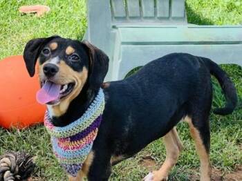 Chihuahua and Mixed Breed Dogs Available for Adoption in Seneca, South Carolina - Bestie $125 Fostered | PetCurious