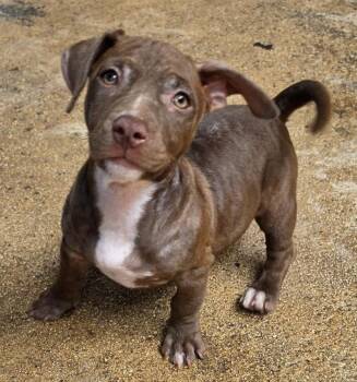 BRANDI - low rider cutie -  Dachshund and Terrier Dog for Adoption - BRANDI - Low Rider Cutie | PetCurious