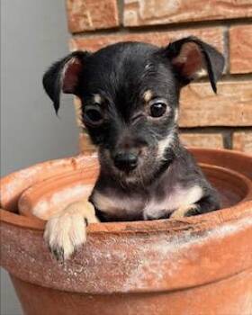 Chihuahua Dogs Available for Adoption in Edgecliff Village, Texas - WINKLE | PetCurious