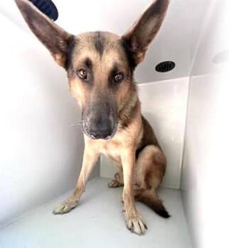 German Shepherd Dog Dogs Available for Adoption - WHISKEY | PetCurious