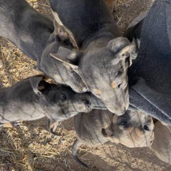 Boxer and German Shepherd Dog Dogs Available for Adoption - 315 (2026) Reeces | PetCurious