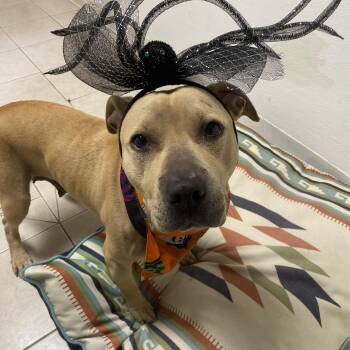 Rescue Mixed Breed Dogs for Adoption in Elyria, Ohio - Kia Ask To Meet!! In Foster!! | PetCurious