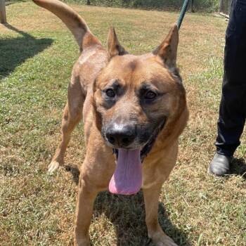Teddy -  Mixed Breed Dog for Adoption in Chattanooga, Tennessee - Teddy | PetCurious