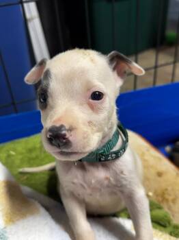Hulk -  Pit Bull Terrier Dog for Adoption in Charlotte, Michigan - Hulk | PetCurious