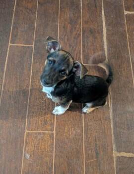 Tinker Bell -  Beagle and Dachshund Dog for Adoption in Severance, Colorado - Tinker Bell | PetCurious