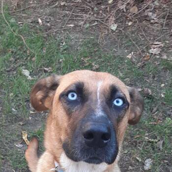 Ladybird -  Mixed Breed Dog for Adoption in Saskatoon, Saskatchewan - Ladybird | PetCurious