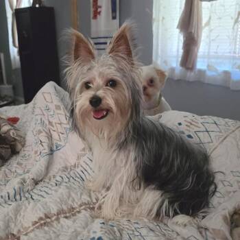 Yorkshire Terrier Dogs Available for Adoption in Wheeling, Illinois - Rocket Ship | PetCurious