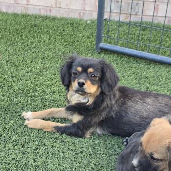 In Foster - Adoption Pending - Lady Godiva -  Spaniel and Mixed Breed Dog Available for Adoption in Snyder, Texas - In Foster - Adoption Pending - Lady Godiva | PetCurious