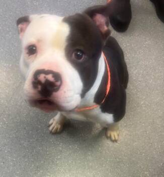 Pit Bull Terrier Dogs Available for Adoption in Watertown, New York - Hank | PetCurious