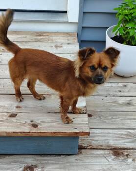 Charlie -  Chihuahua and Dachshund Dog for Adoption in Rockwell City, Iowa - Charlie | PetCurious