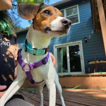 Hazel -  Jack Russell Terrier and Beagle Dog for Adoption in Rochester, Minnesota - Hazel | PetCurious