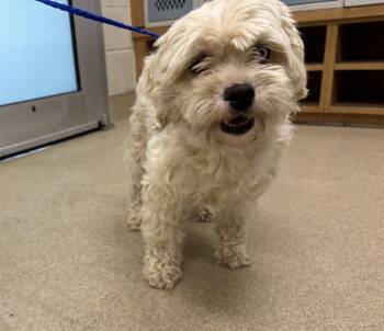 Maltese and Poodle Dogs Available for Adoption in Grand Prairie, Texas - KONA | PetCurious