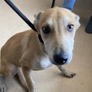 Luna (Finley) -  Shepherd and Husky Dog for Adoption in Edinburg, Texas - Luna (Finley) | PetCurious