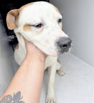 Pit Bull Terrier and Mixed Breed Dogs Available for Adoption in Houston, Texas - SNOOP | PetCurious