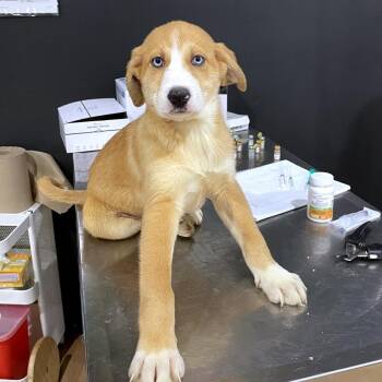 Australian Shepherd Dogs Available for Adoption - Irish | PetCurious