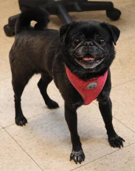 Pug Dogs Available for Adoption in Harrison, New York - Ella | PetCurious