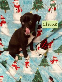 Rescue Mixed Breed Dogs for Adoption in Rock Hill, New York - Linus | PetCurious
