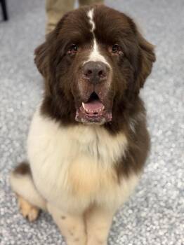 Newfoundland Dog Dogs Available for Adoption - Brutus | PetCurious