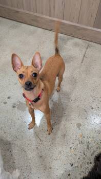 Rescue Chihuahua Dogs for Adoption in Thousand Oaks, California - Frida Pawlo | PetCurious