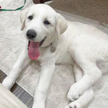Cooper -  Great Pyrenees and Border Collie Dog for Adoption in Lewisville, Texas - Cooper | PetCurious