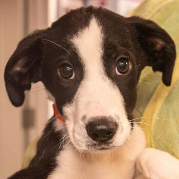 Mixed Breed Dogs Available for Adoption in Kennebunk, Maine - Guac | PetCurious