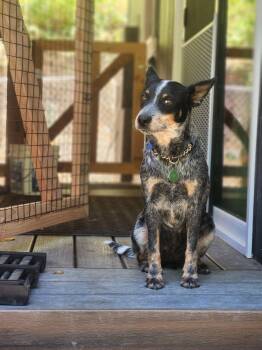 Amaya -  Australian Cattle Dog Blue Heeler Dog for Adoption in Paso Robles, California - Amaya | PetCurious