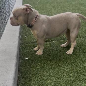 Namari -  American Bulldog and Mixed Breed Dog for Adoption in Galveston, Texas - Namari | PetCurious