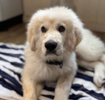 Great Pyrenees Dogs Available for Adoption - Lawrence  | PetCurious
