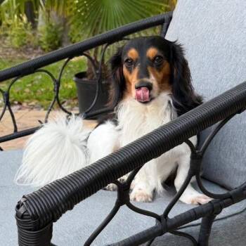 Roscoe -  Dachshund Dog for Adoption in Gulfport, Mississippi - Roscoe | PetCurious