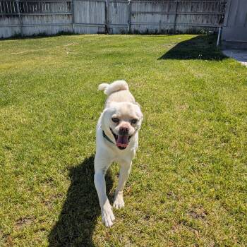 Pug Dogs Available for Adoption in Hermiston, Oregon - Milo | PetCurious