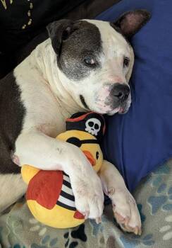Meatball -  Pit Bull Terrier Dog for Adoption in The Woodlands, Texas - Meatball | PetCurious