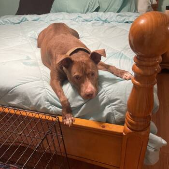 Rescue Pit Bull Terrier Dogs for Adoption in Lynchburg, Virginia - Apollo | PetCurious