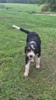 Tween -  Mixed Breed Dog for Adoption in Taycheedah, Wisconsin - Tween | PetCurious