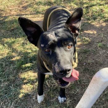 Rescue Pit Bull Terrier Dogs for Adoption in Sand Springs, Oklahoma - Henzly | PetCurious