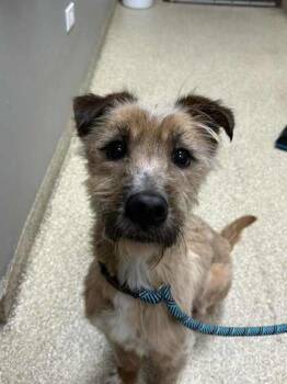 Mixed Breed Dogs Available for Adoption - Clover | PetCurious