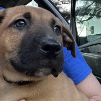 Shepherd Dogs Available for Adoption in Cartersville, Georgia - Ranger | PetCurious