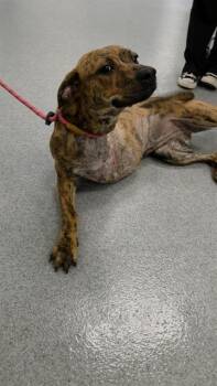 GRACE -  Pit Bull Terrier and Mixed Breed Dog for Adoption in Indianapolis, Indiana - GRACE | PetCurious