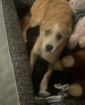 Terrier Dogs Available for Adoption - S-Penny | PetCurious