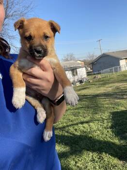 German Shepherd Dog Dogs Available for Adoption in Tulsa, Oklahoma - Peach | PetCurious