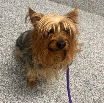 Yorkshire Terrier Dogs Available for Adoption in Manassas, Virginia - Tappy (ID 51228/1372) | PetCurious